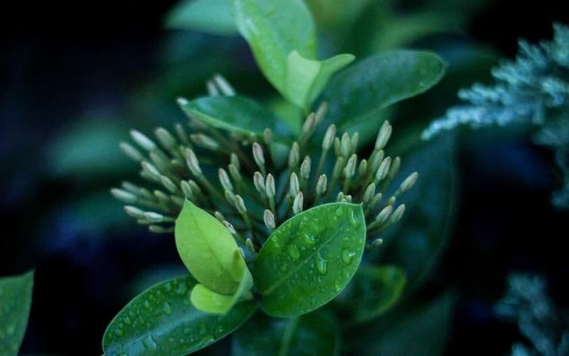 नीति तथा कार्यक्रममा चुरेको खनिज उत्खननको कुरा छ, संरक्षण शब्दै छैन
